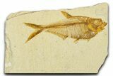 Detailed Fossil Fish (Diplomystus) - Wyoming #379491-1